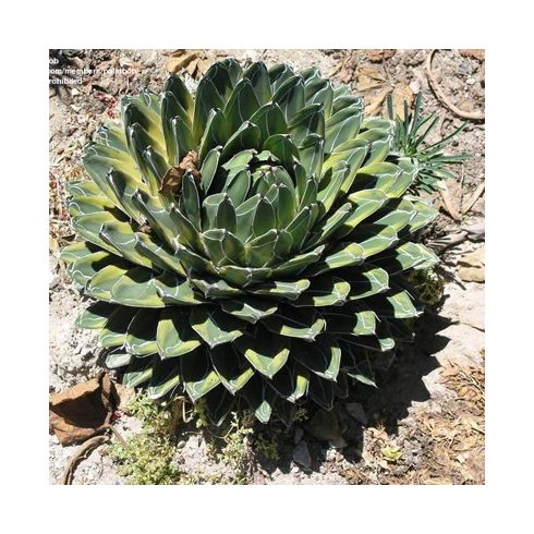 Agave victorinae-reginae (Huasteca Canyon) - Királynői agave - 5db mag/csomag