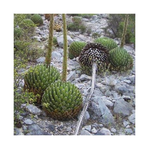 Agave victorinae-reginae (Huasteca Canyon) - Királynői agave - 5db mag/csomag