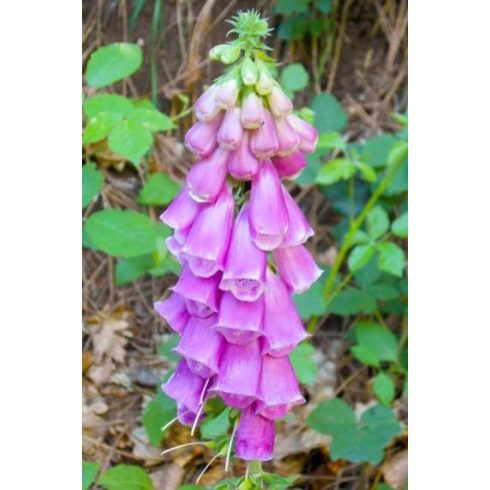 Digitalis purpurea - Piros gyűszűvirág - 5db mag/csomag