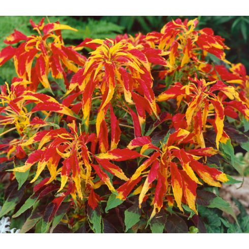 Háromszínű amaránt - Amaranthus tricolor - 10db mag/csomag