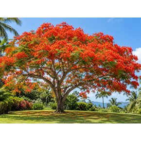 Delonix regia tűzfa teljes virágzásban trópusi kertben, élénkpiros virágkoronával