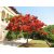 Delonix regia - Tűzfa - 5db mag/csomag 