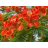 Delonix regia tűzfa skarlátpiros virágai és finoman szeldelt zöld levelei közelről