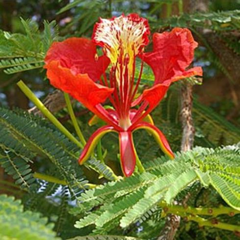 Delonix regia - Tűzfa - 5db mag/csomag 