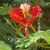 Delonix regia - Tűzfa - 5db mag/csomag 