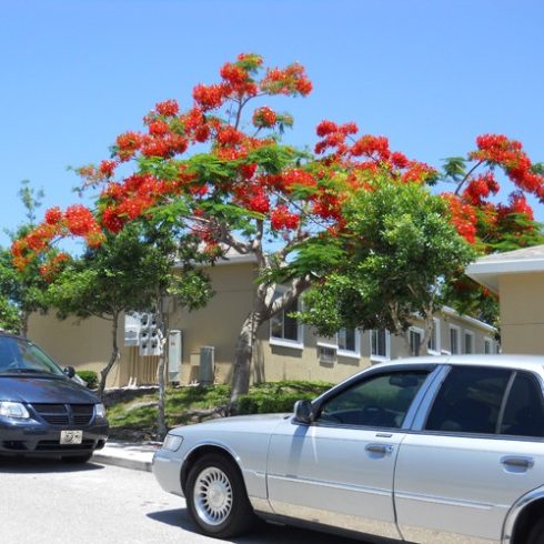 Delonix regia - Tűzfa - 5db mag/csomag 