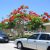 Delonix regia - Tűzfa - 5db mag/csomag 