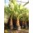 Livistona chinensis - Kínai legyezőpálma - 5db mag/csomag