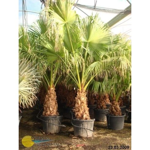 Livistona chinensis - Kínai legyezőpálma - 5db mag/csomag