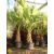 Livistona chinensis - Kínai legyezőpálma - 5db mag/csomag