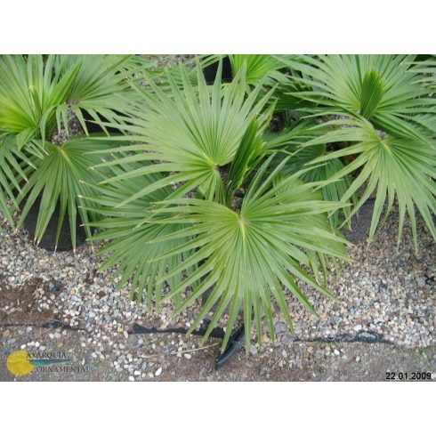 Livistona chinensis - Kínai legyezőpálma - 5db mag/csomag