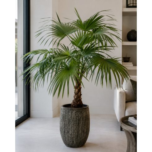 Livistona chinensis - Kínai legyezőpálma - 5db mag/csomag