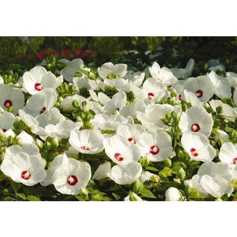 Hibiscus moscheutos - Mocsári óriás hibiszkusz - 5db mag/csomag