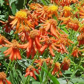   Pseudogynoxys chenopodioides - Mexikói margarétafolyondár - 5db mag/csomag