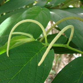 Piper aduncum - Zsinóros bors - 5db mag/csomag