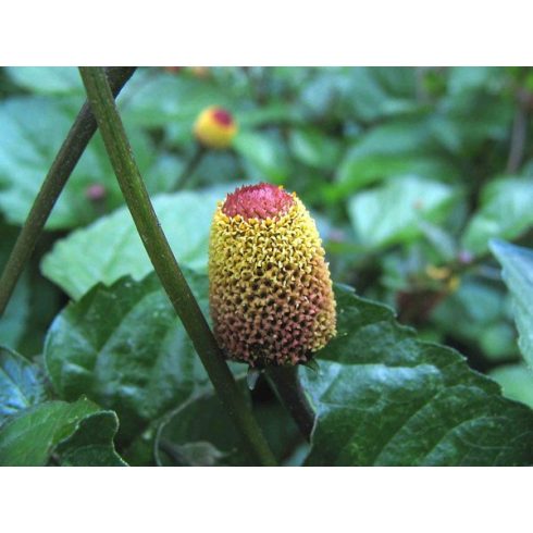 Acmella oleracea - Jambu - 5db mag/csomag