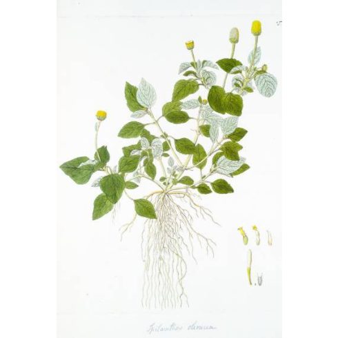 Acmella oleracea - Jambu - 5db mag/csomag