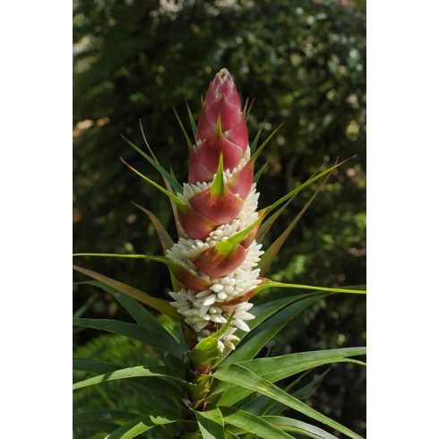 Richea dracophylla - Ananász gyertyahanga - 5db mag/csomag
