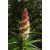 Richea dracophylla - Ananász gyertyahanga - 5db mag/csomag
