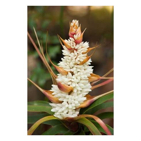 Richea dracophylla - Ananász gyertyahanga - 5db mag/csomag