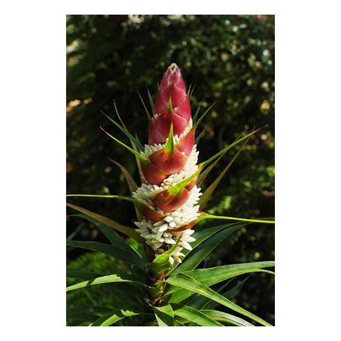 Richea dracophylla - Ananász gyertyahanga - 5db mag/csomag