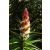 Richea dracophylla - Ananász gyertyahanga - 5db mag/csomag