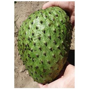 Annona muricata - Tüskés annóna - 5db mag/csomag