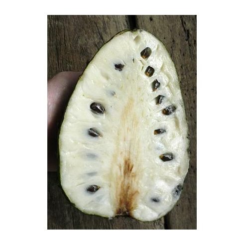 Annona muricata - Tüskés annóna - 2db mag/csomag