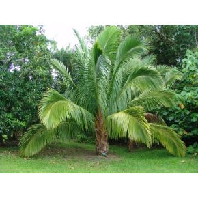   Beccariophoenix madagascariensis - Manarano pálma - 2db mag/csomag