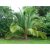 Beccariophoenix madagascariensis - Manarano pálma - 5db mag/csomag