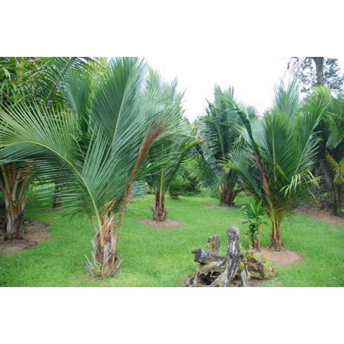 Beccariophoenix madagascariensis - Manarano pálma - 5db mag/csomag
