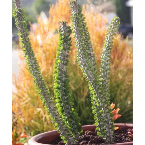 Alluaudia procera - Madagaszkári okotilló - 5db mag/csomag