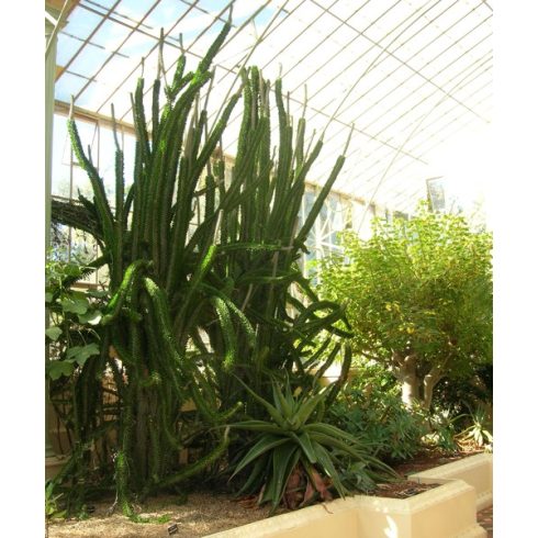 Alluaudia procera - Madagaszkári okotilló - 5db mag/csomag