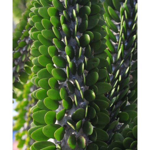 Alluaudia procera - Madagaszkári okotilló - 5db mag/csomag