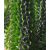 Alluaudia procera - Madagaszkári okotilló - 5db mag/csomag