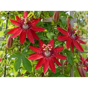 Passiflora manicata skarlátvörös virágai zöld lombozat között
