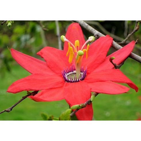 Passiflora manicata - 5db mag/csomag