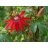 Passiflora manicata vörös golgotavirág részletgazdag közelképe