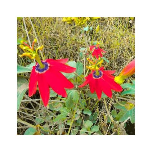 Passiflora manicata - 5db mag/csomag