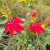 Passiflora manicata - 5db mag/csomag