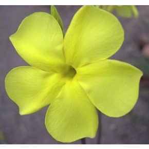   Pachypodium rosulatum subsp. cactipes  Elephant's Foot Plant - 5pcs seeds/packet - goldenpalm.hu