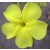 Pachypodium rosulatum subsp. cactipes  Elephant's Foot Plant - 5pcs seeds/packet - goldenpalm.hu