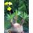   Pachypodium rosulatum subsp. cactipes  Elephant's Foot Plant - 5pcs seeds/packet - goldenpalm.hu