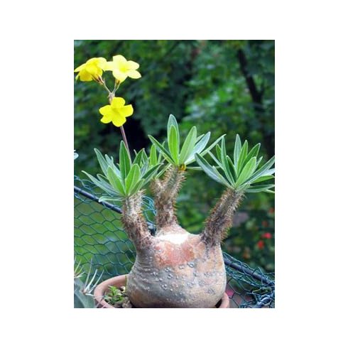 Pachypodium rosulatum subsp. cactipes  Elephant's Foot Plant - 5pcs seeds/packet - goldenpalm.hu