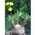Pachypodium rosulatum subsp. cactipes  Elephant's Foot Plant - 5pcs seeds/packet - goldenpalm.hu