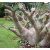 Pachypodium rosulatum subsp. cactipes  Elephant's Foot Plant - 5pcs seeds/packet - goldenpalm.hu
