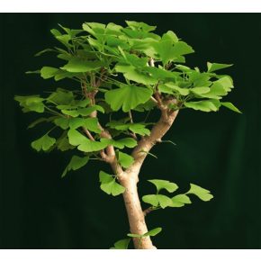 Ginkgo biloba - Páfrányfenyő - 5db mag/csomag
