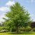 Ginkgo biloba páfrányfenyő kifejlett fa zöld legyező alakú levelekkel napos kertben