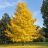Ginkgo biloba páfrányfenyő aranysárga őszi lombszínben kifejlett díszfaként