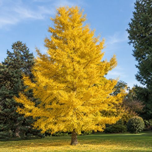 Ginkgo biloba páfrányfenyő aranysárga őszi lombszínben kifejlett díszfaként